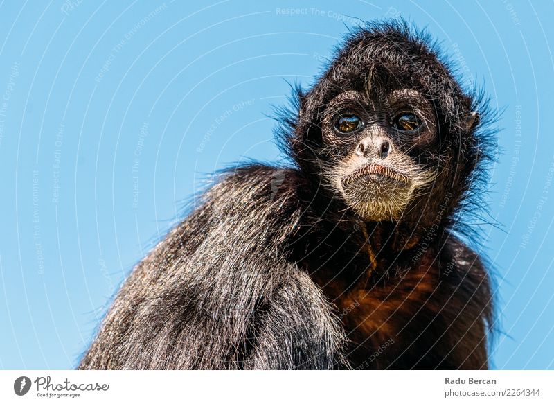 Schwarzköpfiger Spinnenaffe (Ateles Fusciceps) Natur Tier Sommer Wildtier Tiergesicht 1 beobachten sitzen warten Freundlichkeit lustig natürlich niedlich wild