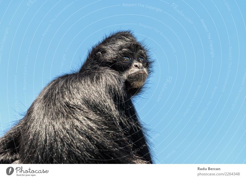 Schwarzköpfiger Spinnenaffe (Ateles Fusciceps) Natur Tier Wildtier Tiergesicht 1 beobachten Kommunizieren Blick sitzen natürlich niedlich wild blau schwarz