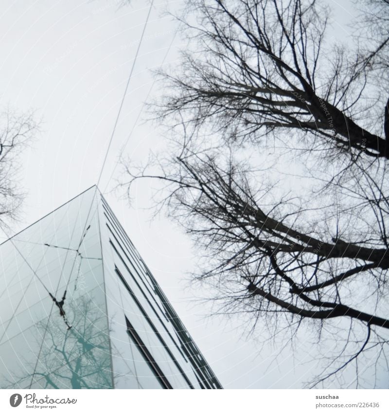 spitz! Menschenleer Haus Gebäude Architektur kalt Symmetrie Hausecke Fenster Spitze Baum Ast dunkel grau Himmel Winter Gedeckte Farben Außenaufnahme Ecke