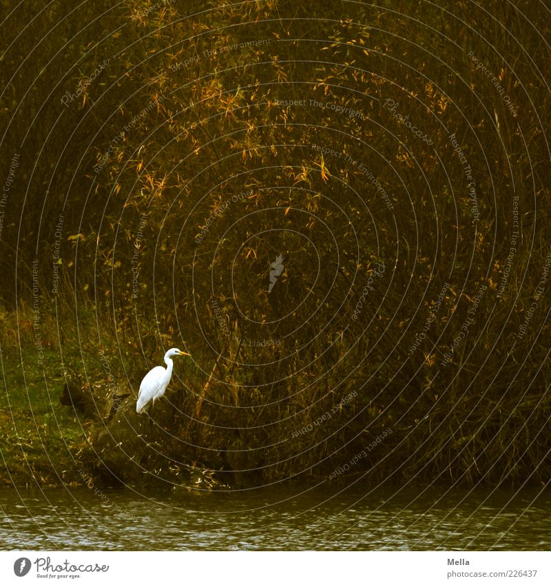 Hide and seek Umwelt Natur Pflanze Tier Sträucher Seeufer Wildtier Vogel Reiher Silberreiher 1 stehen warten dunkel frei natürlich braun Stimmung geduldig ruhig