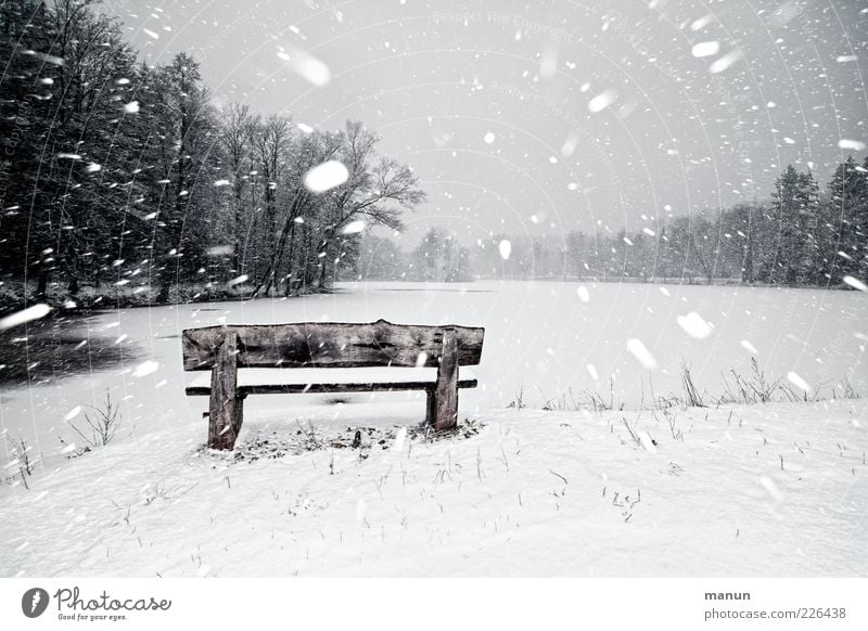 Schneetreiben Natur Winter schlechtes Wetter Unwetter Wind Sturm Eis Frost Schneefall Baum Wald Seeufer Holz authentisch frisch kalt chaotisch Endzeitstimmung