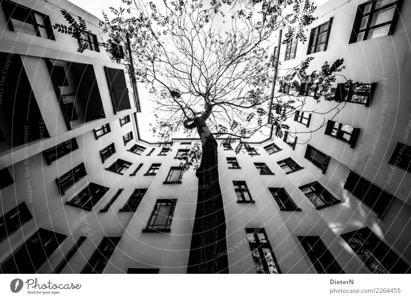 Hinterhof Herbst Baum Berlin Stadt Hauptstadt Altstadt Menschenleer Haus Bauwerk Gebäude Architektur Fassade Fenster Sehenswürdigkeit grau schwarz weiß