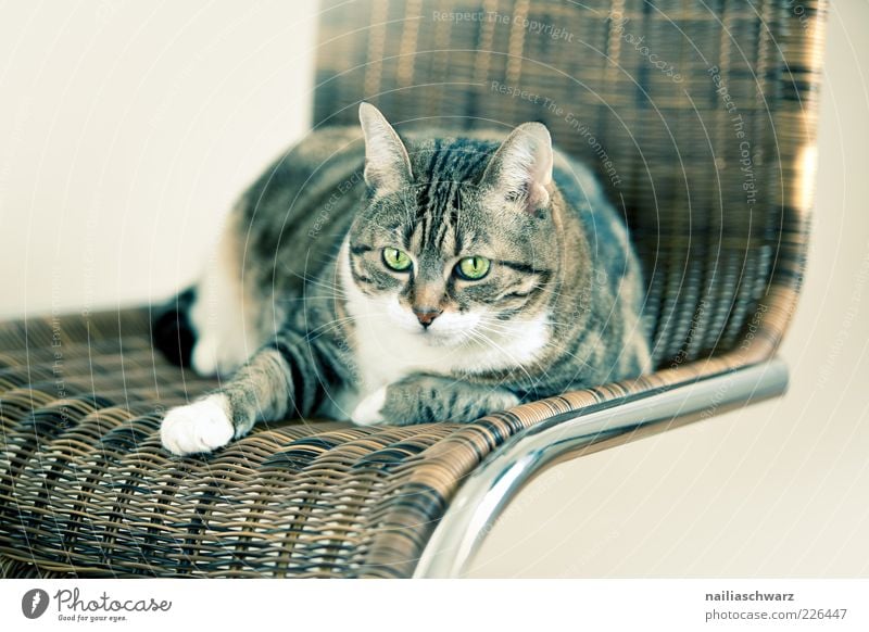 Katzenstuhl Tier Haustier Tiergesicht 1 Stuhl Rattanstuhl Metall liegen Blick ästhetisch braun silber weiß Farbfoto Gedeckte Farben Innenaufnahme Menschenleer