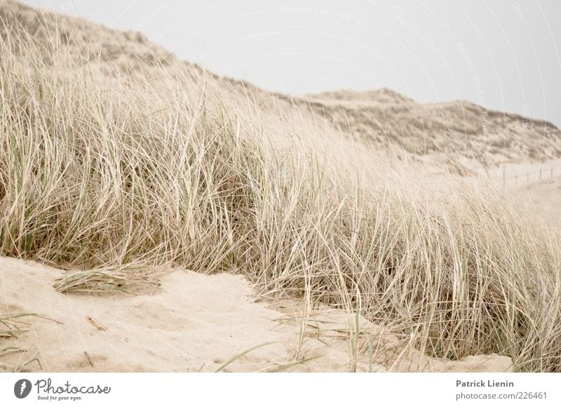 Time for yourself Umwelt Natur Landschaft Pflanze Erde Sand Luft Wetter Wind Küste Strand Meer weich Stimmung Amrum strandhafer Düne Stranddüne Hügel sanft