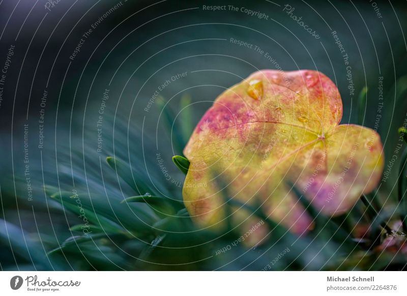 herbstbunt Umwelt Natur Pflanze Herbst Baum Blatt Wald schön natürlich gelb grün rot Sympathie Zusammensein Gegenteil Farbfoto Außenaufnahme Nahaufnahme