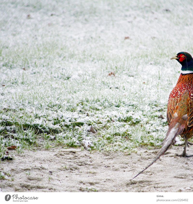 Störungen haben Vorrang Schnee Tier Sand Wiese Vogel ästhetisch elegant einzigartig schön Wachsamkeit Überraschung Fasan Feder Rasen erstaunt erschrecken