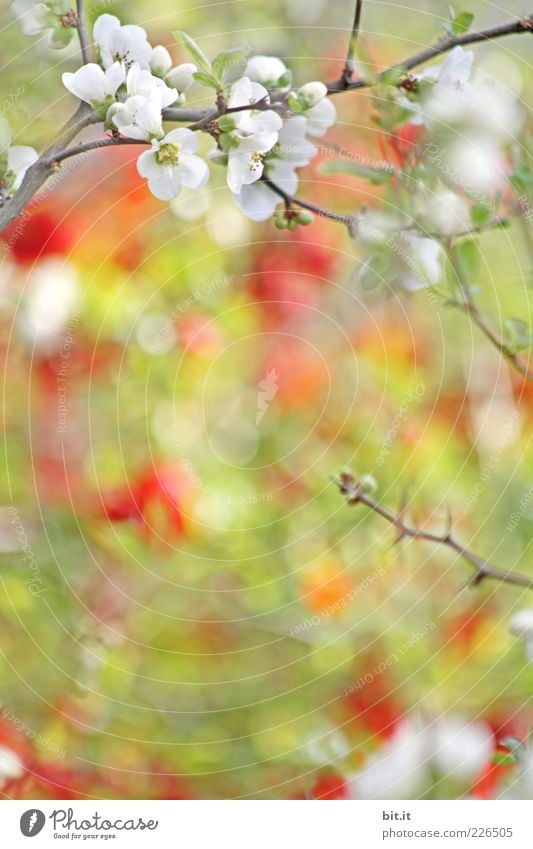 Kirschstrudel[LUsertreffen 04|10] Pflanze Frühling Sommer frisch mehrfarbig gelb grün Frühlingsgefühle Kirschblüten Blühend Kirschbaum Blüte Zweige u. Äste