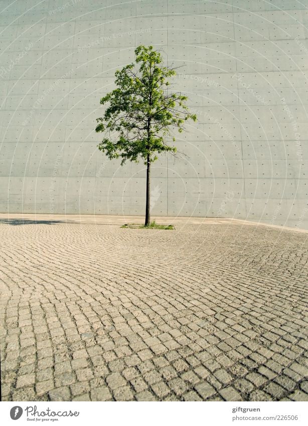 "...und bin so klug als wie zuvor" Sommer Pflanze Baum Platz Bauwerk Gebäude Architektur Mauer Wand Wachstum einfach Ordnungsliebe einzigartig einzeln Unikat