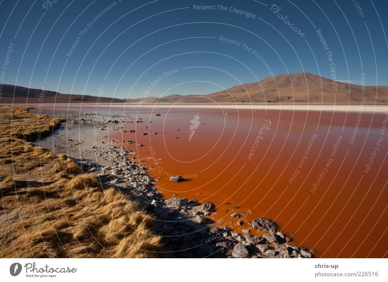 Rote Lagune Ferien & Urlaub & Reisen Ferne Freiheit Expedition Umwelt Natur Landschaft Pflanze Urelemente Wasser Himmel Wolkenloser Himmel Gras Sträucher Wiese