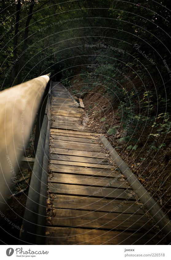 Weg und Ziel Natur Sonnenlicht Wald Hügel Wege & Pfade alt oben braun grau Weisheit Hoffnung Angst Zukunftsangst Verzweiflung anstrengen Erwartung Verfall