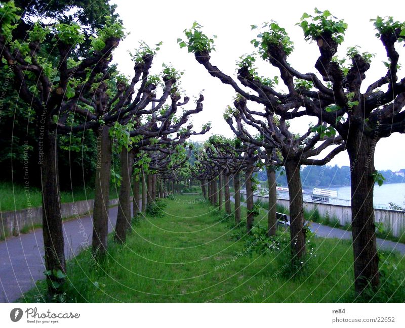 treestreet Baum Wald grün Köln Porz Köln-Zündorf Wiese Allee Fußgänger frisch Pappeln Rhein Kontrast Himmel Straße Wasser blau Natur Wege & Pfade