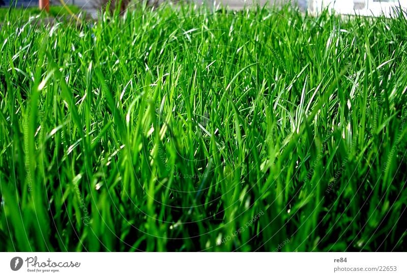 green side of life Gras grün Sauerstoff Photosynthese Ameise Insekt nah Zoomeffekt Sommer Frühling Wohnung schön Reifezeit Wachstum feucht trocken Natur Pflanze