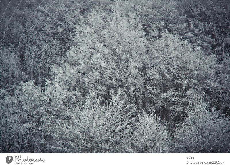 Finsterwalde Umwelt Natur Landschaft Winter Baum Wald dunkel kalt grau Einsamkeit Trauer Ast Baumkrone buschig Vogelperspektive Laubwald Farbfoto