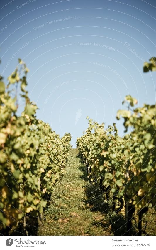 wie war das noch als alles grün war? Pflanze Nutzpflanze Hügel Blühend Weinbau Weinberg Weintrauben Weinlese Herbst Wolkenloser Himmel Ernte Farbfoto Tag