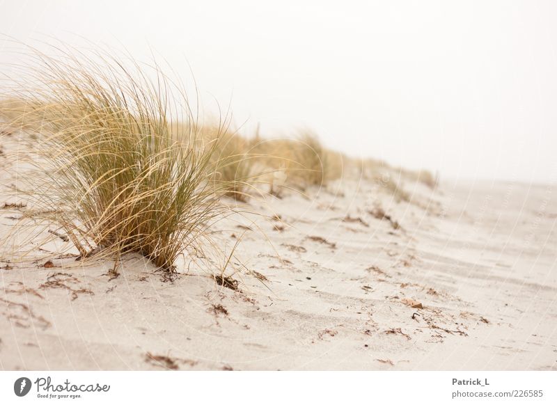 Urlaub Natur Sand Pflanze Gras Sträucher Wildpflanze Küste Frieden Strand Ferien & Urlaub & Reisen Freiheit Erholung hell Düne Außenaufnahme Menschenleer