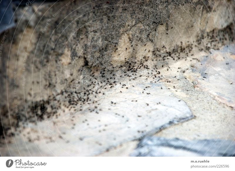 highway Natur Tier Ameise Tiergruppe Stein Umwelt Ameisenstraße Bewegung tierisch Pflastersteine Farbfoto Außenaufnahme Strukturen & Formen Menschenleer