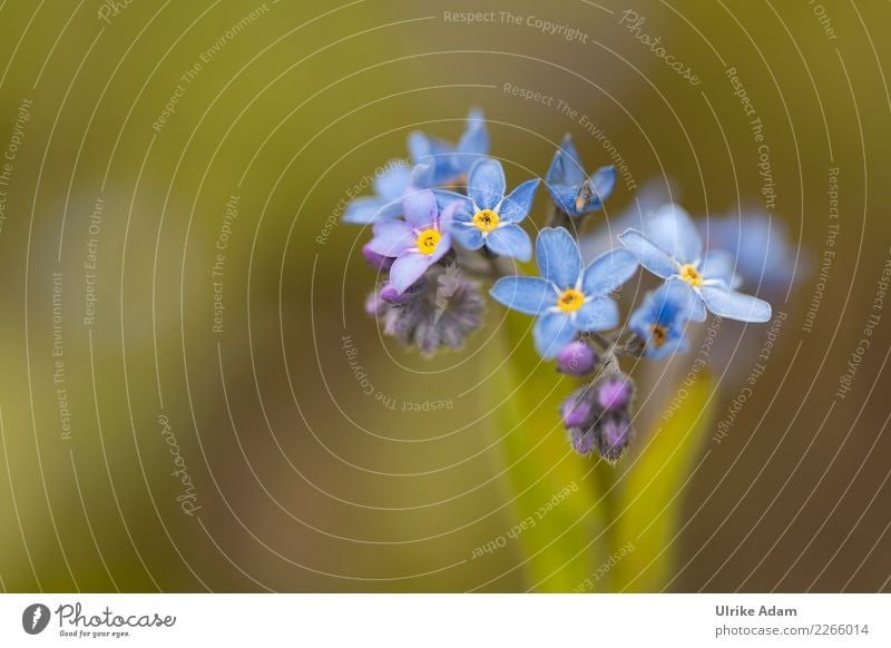 Vergissmeinnicht (Myosotis) elegant harmonisch Wohlgefühl Zufriedenheit Erholung ruhig Meditation Dekoration & Verzierung Tapete Bild Valentinstag Muttertag