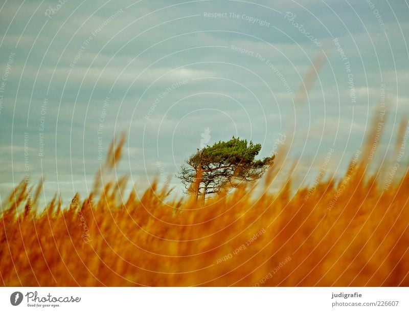 Weststrand Umwelt Natur Landschaft Pflanze Himmel Wolken Klima Wind Baum Gras Küste Ostsee Darß natürlich Wärme wild Stimmung Idylle Farbfoto Außenaufnahme