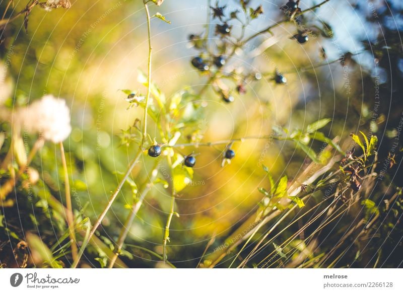 Perlen aber nicht aufgefädelt Natur Himmel Herbst Schönes Wetter Pflanze Gras Sträucher Blatt Blüte Wildpflanze Beerensträucher Frucht Zweige u. Äste Wald Farbe