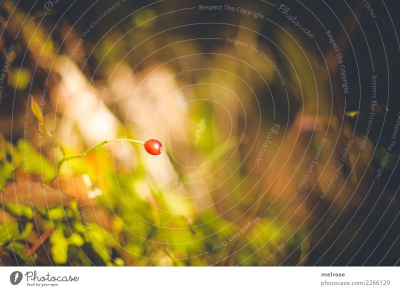 red one ... Natur Herbst Schönes Wetter Pflanze Gras Sträucher Wildpflanze Beerensträucher Frucht Wald Farbfleck Einsamkeit Unschärfe Farbe lichtvoll Blühend