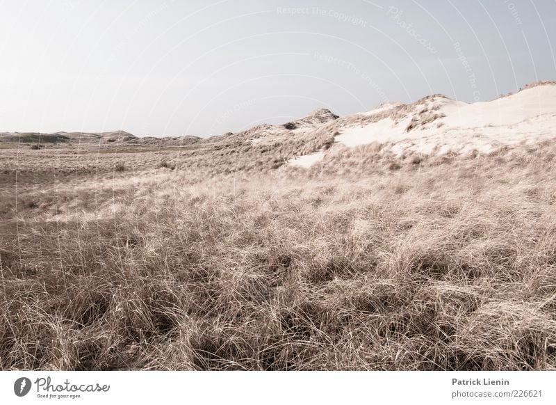 Dünenwelten (II) Umwelt Natur Landschaft Pflanze Urelemente Erde Luft Klima Wetter Wind Sträucher Hügel Küste Nordsee Insel Stimmung Sehnsucht Fernweh Amrum