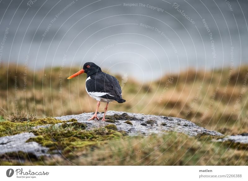 Austernfischer im Regen Natur Pflanze Tier Frühling schlechtes Wetter Gras Fjord Wildtier Vogel 1 stehen dunkel frei natürlich braun grau rot schwarz weiß