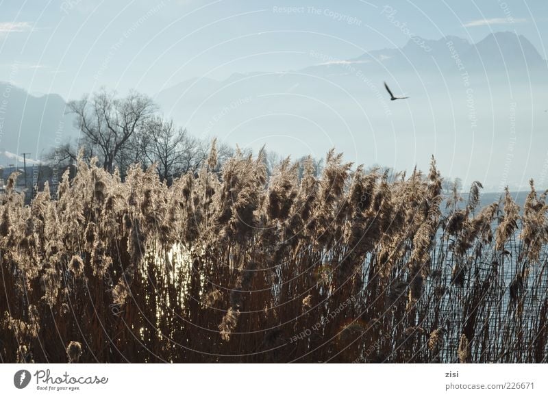 Wintertag Umwelt Natur Landschaft Pflanze Wasser Himmel Wolken Sonnenlicht Schönes Wetter Sträucher Wildpflanze Alpen Gipfel Seeufer fliegen blau braun grün