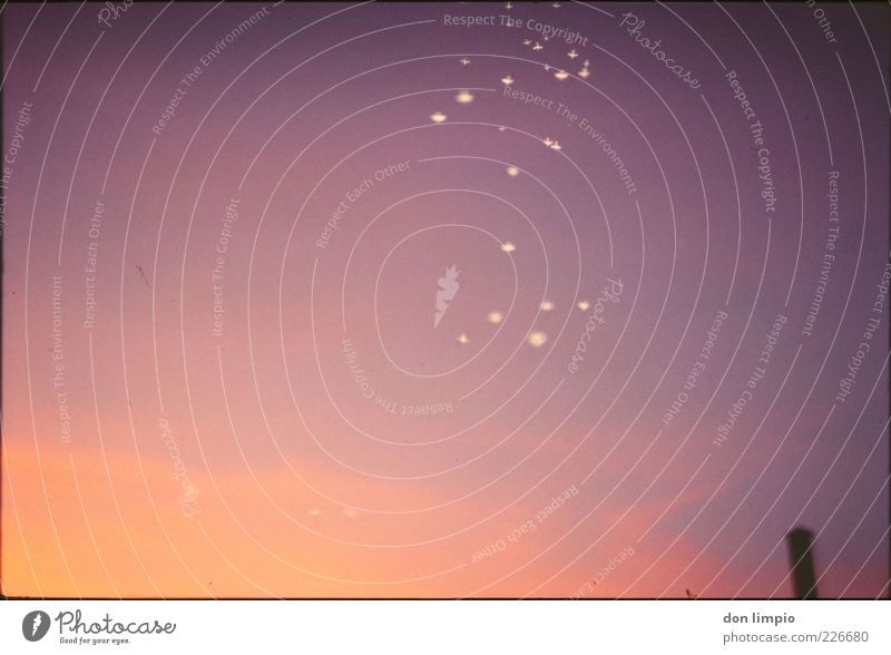 Funkenflug Luft Himmel nur Himmel Horizont Sonnenaufgang Sonnenuntergang Schönes Wetter Wärme Menschenleer Schornstein Mückenplage Stechmücke Schwarm hell klein