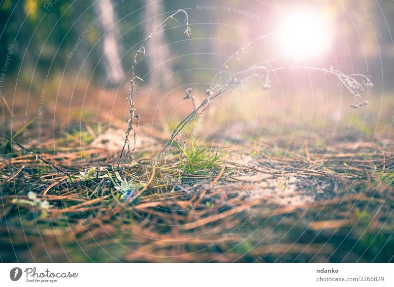 Land der Kiefernadeln und des grünen Grases Sonne Sonnenaufgang Sonnenuntergang Herbst Baum Wald grau Erde Rochen altehrwürdig Farbfoto Menschenleer Abend