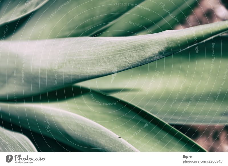 Blatt wie abstrakter Hintergrund Design Leben Sommer Tapete Umwelt Natur Pflanze Baum Wachstum frisch hell natürlich grau grün schwarz weiß Farbe Symmetrie