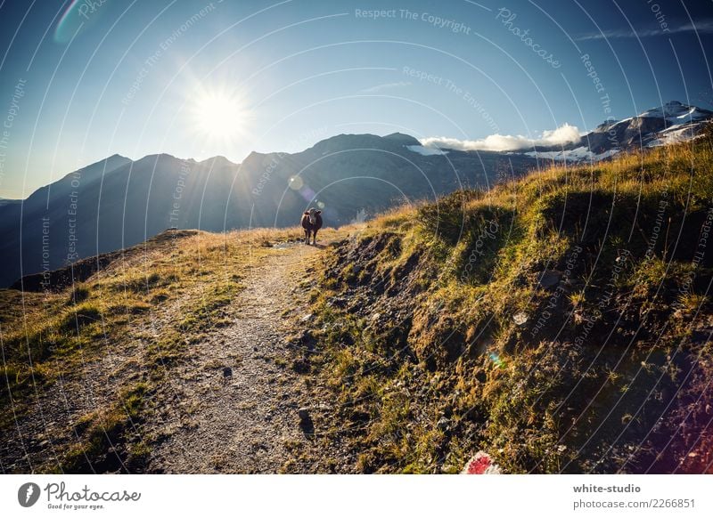 Kuh im Weg Hügel Felsen Alpen Berge u. Gebirge Nutztier Wildtier 1 Tier wandern Bergsteigen Farbfoto Außenaufnahme