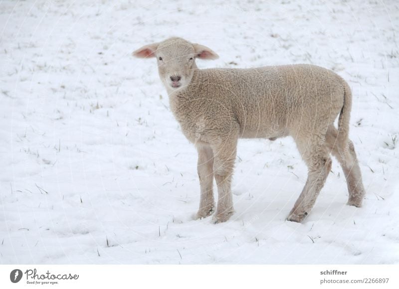 Frohes Fest! Winter Schnee Tier Nutztier 1 Tierjunges klein Schaf Lamm Lammfleisch Winterlamm schön kalt Außenaufnahme Textfreiraum links