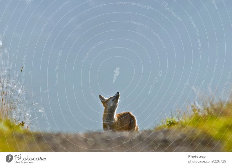 Kopf hoch!! Tier Wildtier Fell 1 Blick Neugier blau rot Sehnsucht Fuchs Blick nach oben Wachsamkeit beobachten Farbfoto Außenaufnahme Menschenleer Morgen Licht