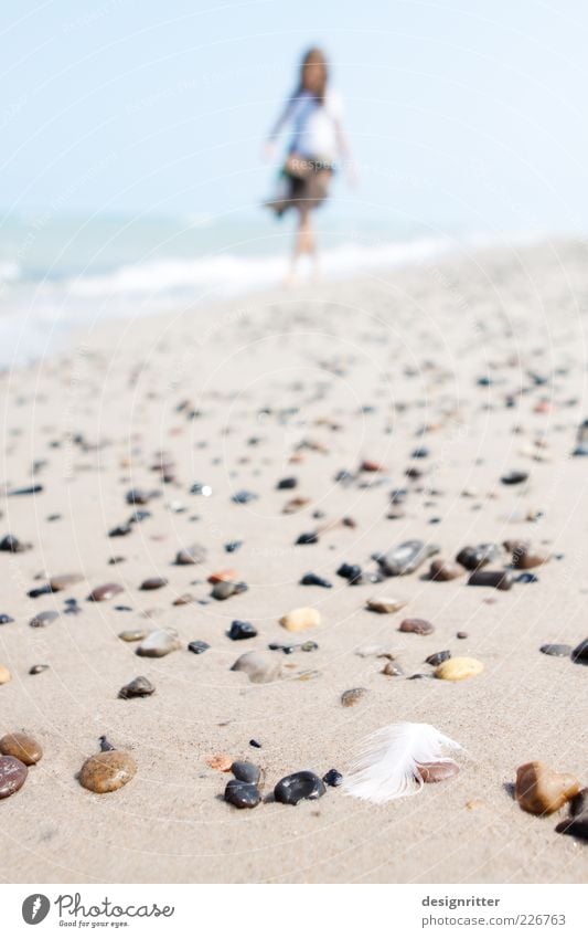 Nordischer Sommertraum Ferien & Urlaub & Reisen Ferne Freiheit Sommerurlaub Sonne Sand Wellen Küste Strand Nordsee Ostsee Meer Skagen Dänemark Europa Feder