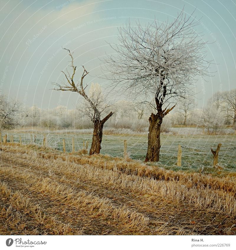 Winterliches Stoppelfeld Natur Erde Himmel Baum Wiese Feld Schleswig-Holstein kalt gelb grün reif Farbfoto Menschenleer Tag Raureif laublos Baumstamm