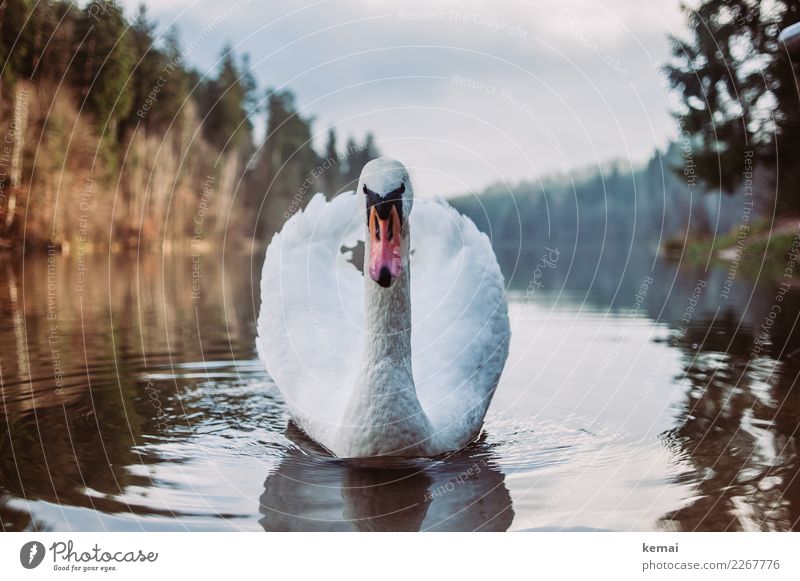 Der Herr des Sees Freizeit & Hobby Abenteuer Umwelt Natur Landschaft Tier Wasser Himmel Wolken Schönes Wetter Wald Seeufer Wildtier Vogel Tiergesicht Schwan