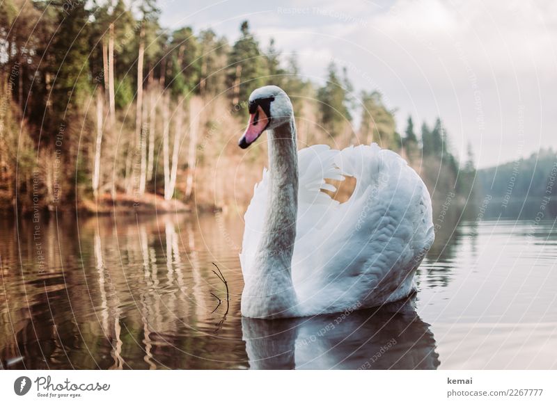 Der Schwan Natur Landschaft Wasser Himmel Wolken Herbst Schönes Wetter Baum Seeufer Tier Wildtier Tiergesicht 1 authentisch groß Neugier schön selbstbewußt