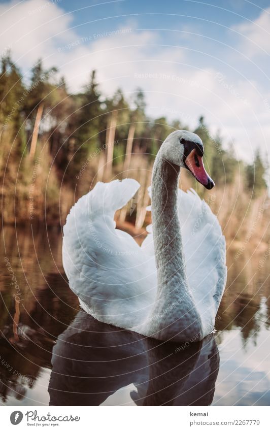 Schwan elegant Erholung ruhig Freizeit & Hobby Ausflug Abenteuer Umwelt Natur Landschaft Tier Wasser Himmel Wolken Schönes Wetter Seeufer Wildtier Vogel