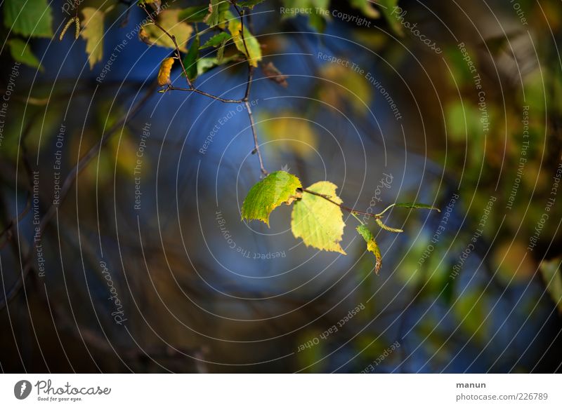 Birke Natur Herbst Baum Blatt Birkenblätter herbstlich leuchten außergewöhnlich fantastisch schön Farbfoto Außenaufnahme Detailaufnahme Tag Licht Schatten