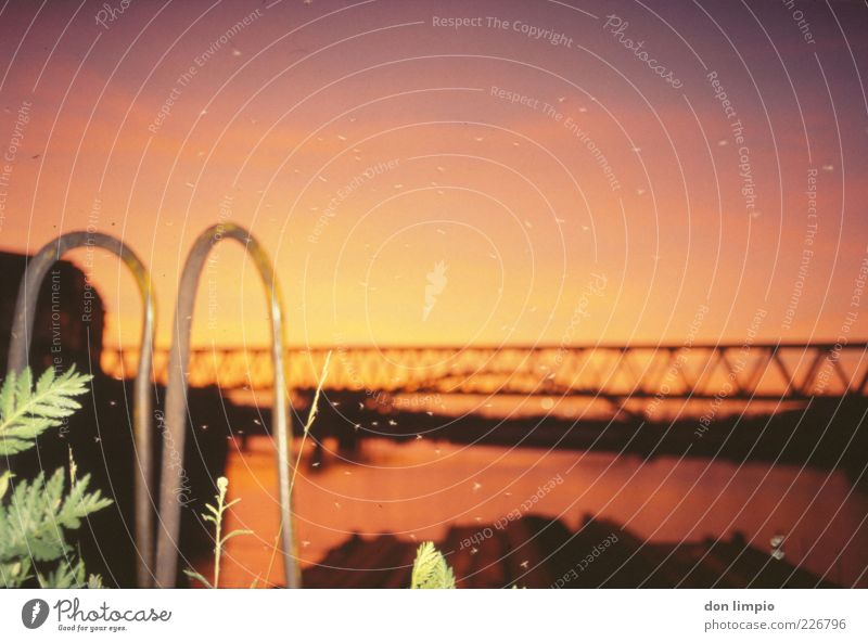 großstadtpool Sommer Schwimmbad Himmel Sonnenaufgang Sonnenuntergang Schönes Wetter Hafenstadt Stadtrand Brücke Mückenplage Schwarm nah gold Stimmung ruhig