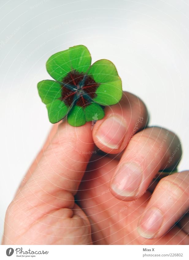 Ich schenk dir mein Glück Hand Finger Blatt Glücksklee vierblättrig Kleeblatt schenken Glücksbringer Symbole & Metaphern Neujahrsfest Glückwünsche Farbfoto