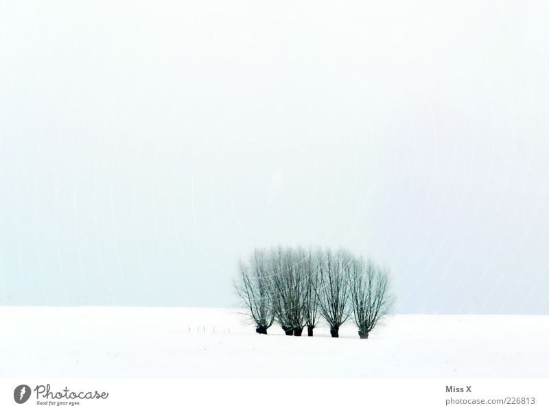 Weiden Natur Landschaft Winter Baum Feld kalt weiß Himmel Farbfoto Gedeckte Farben Außenaufnahme Menschenleer Textfreiraum oben Textfreiraum unten Licht