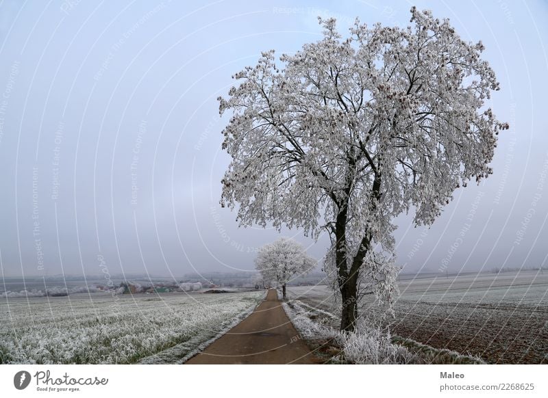 Morgenfrost Winter Baum kalt Schnee Schneefall Wege & Pfade Dezember Januar Februar Frost Morgendämmerung Sonnenaufgang Boden Eis Straße weiß Raureif Himmel