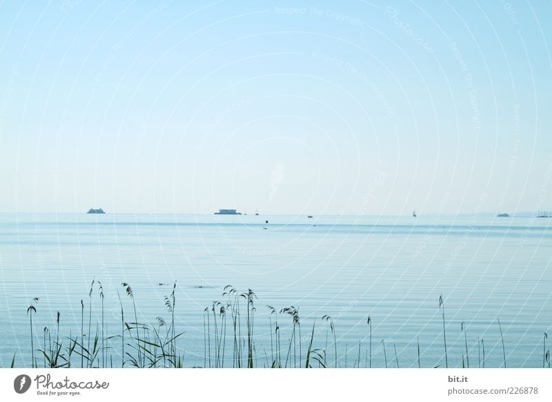 und den Blick genießen ;-) harmonisch Erholung ruhig Sommer Strand Wellen Umwelt Natur Frühling Pflanze Seeufer Schifffahrt Fähre blau Glück Zufriedenheit