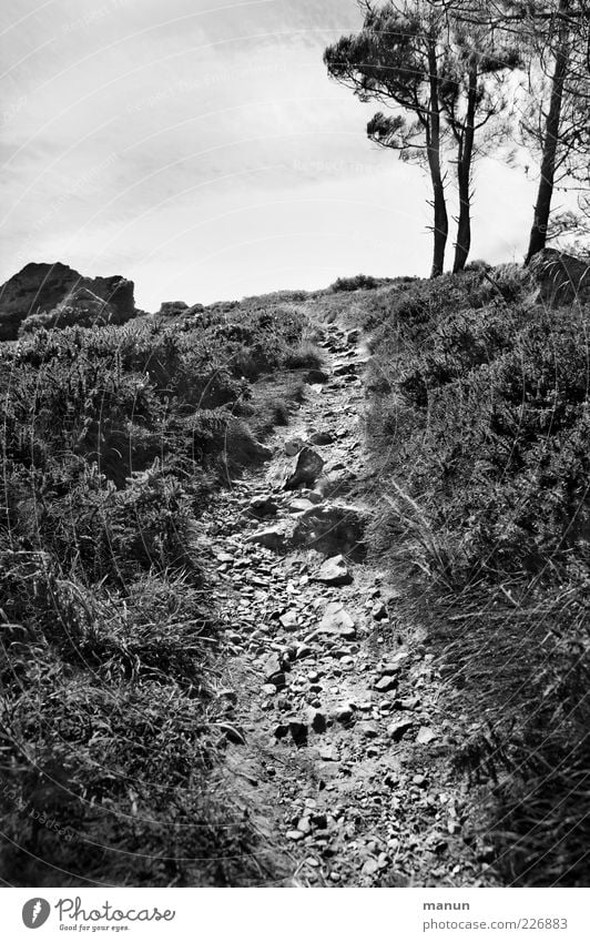 800 Stolpersteine Berge u. Gebirge Natur Landschaft Baum Sträucher Hügel Felsen Gipfel Wege & Pfade Fußweg authentisch Ziel steil steinig schwierig