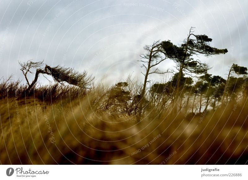 Weststrand Umwelt Natur Landschaft Pflanze Himmel Klima Wetter Wind Baum Gras Küste Ostsee Darß dunkel natürlich wild Stimmung Windflüchter Farbfoto