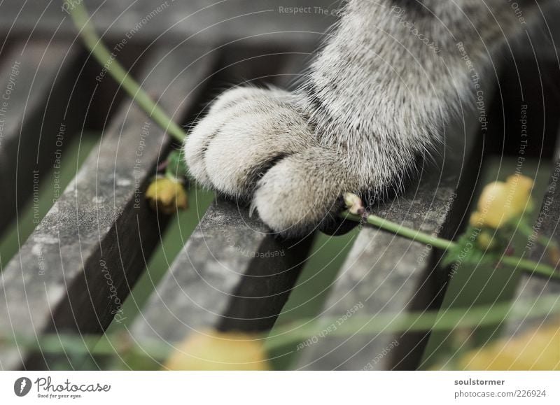 Katzenfuß Tier Haustier 1 Tierjunges stehen Frühling Pfote Krallen Blume Holz Bank Jagd Fell Pause schön Farbfoto Gedeckte Farben Außenaufnahme Menschenleer