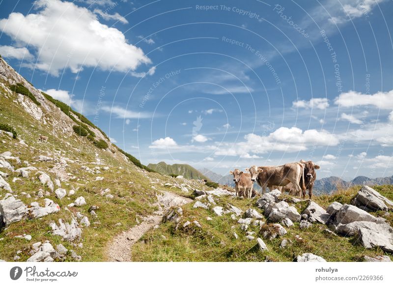 braune alpine Kühe auf Weide in den Bergen, Deutschland Ferien & Urlaub & Reisen Sommer Berge u. Gebirge Klettern Bergsteigen Natur Landschaft Tier Himmel