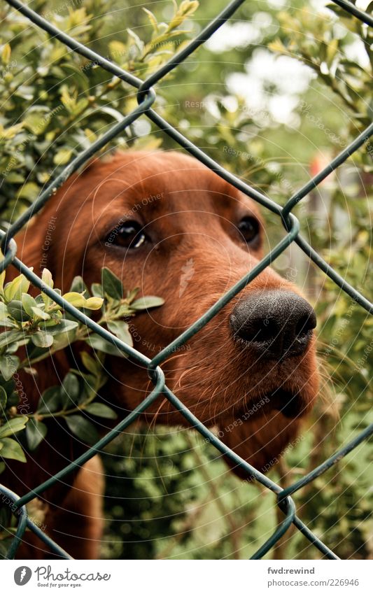 Warten auf Godot Natur Tier Haustier Hund Tiergesicht 1 Tierjunges beobachten Blick Traurigkeit warten kuschlig braun grün Mitgefühl friedlich geduldig ruhig