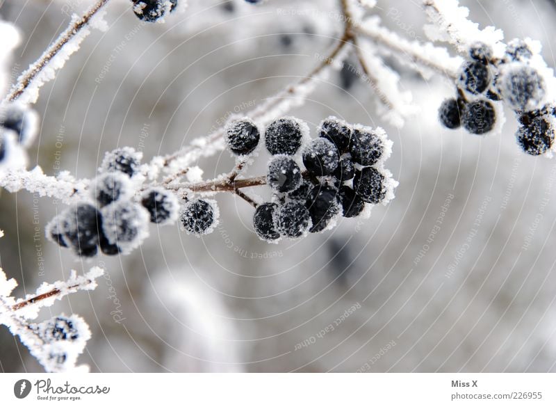 Frostiger Liguster Winter Pflanze Sträucher kalt Beeren Beerensträucher Raureif Eis Farbfoto Außenaufnahme Nahaufnahme Menschenleer Schwache Tiefenschärfe